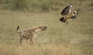 hyena